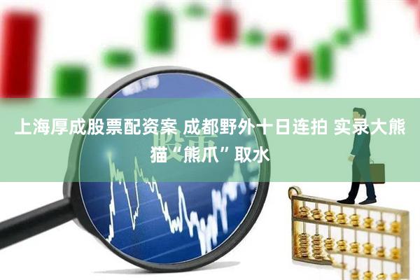 上海厚成股票配资案 成都野外十日连拍 实录大熊猫“熊爪”取水