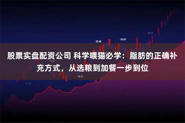 股票实盘配资公司 科学喂猫必学:脂肪的正确补充方式,从选粮到加餐一步到位