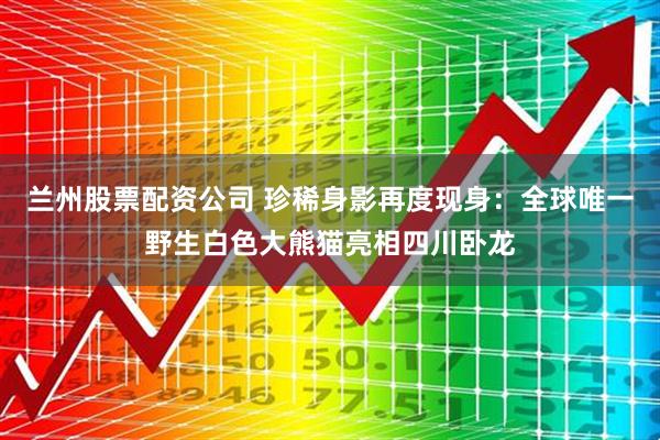 兰州股票配资公司 珍稀身影再度现身：全球唯一野生白色大熊猫亮相四川卧龙